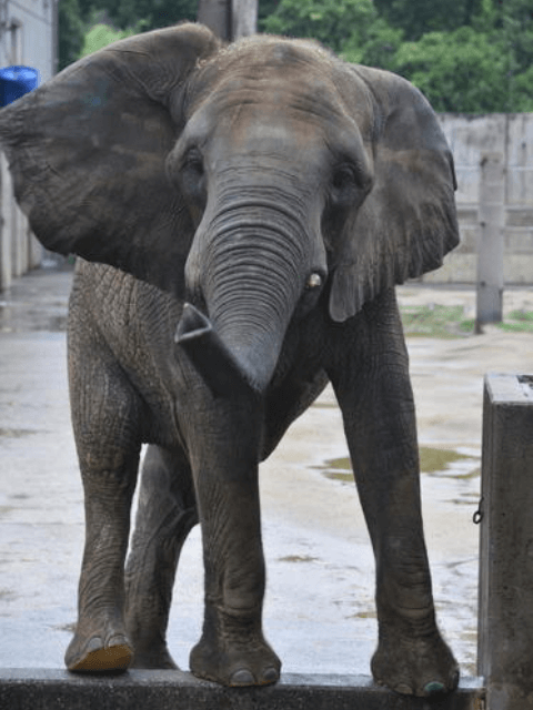 愛媛県とべ動物園にいるアフリカゾウの媛（ひめ）の画像。
カメラを向いて鼻を伸ばしている。